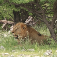 Lew afrykański - Panthera leo - Lion 