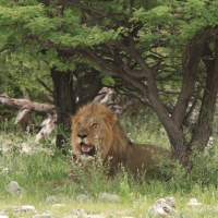 Lew afrykański - Panthera leo - Lion 