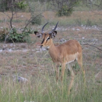Impala zwyczajna - Aepyceros melampus - Impala