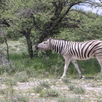 Zebra stepowa - Equus quagga - Common zebra