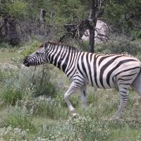 Zebra stepowa - Equus quagga - Common zebra