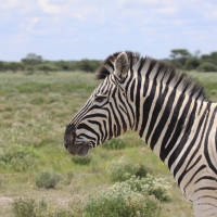 Zebra stepowa - Equus quagga - Common zebra