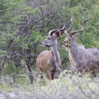Kudu wielkie - Tragelaphus strepsiceros - Greater kudu