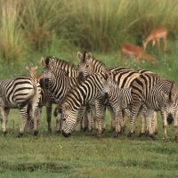 Zebra stepowa - Equus quagga - Common zebra