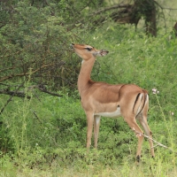Impala zwyczajna - Aepyceros melampus - Impala