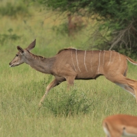 Kudu wielkie - Tragelaphus strepsiceros - Greater kudu