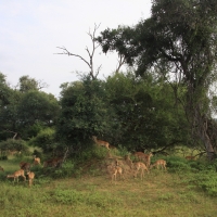 Impala zwyczajna - Aepyceros melampus - Impala