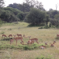 Impala zwyczajna - Aepyceros melampus - Impala