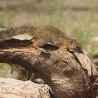 Zaroślarka akacjowa - Paraxerus cepapi - Smith's bush squirrel
