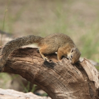 Zaroślarka akacjowa - Paraxerus cepapi - Smith's bush squirrel
