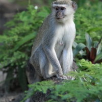 Kotawiec sawannowy - Chlorocebus pygerythrus - Vervet monkey