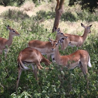 Impala zwyczajna - Aepyceros melampus - Impala