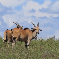 Eland - Taurotragus oryx - Eland