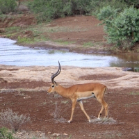 Impala zwyczajna - Aepyceros melampus - Impala