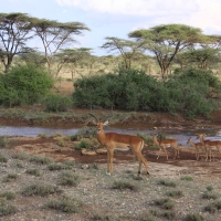 Impala zwyczajna - Aepyceros melampus - Impala