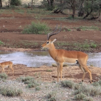 Impala zwyczajna - Aepyceros melampus - Impala