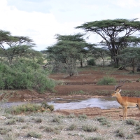 Impala zwyczajna - Aepyceros melampus - Impala