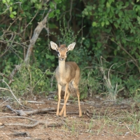 Dikdik sawannowy - Madoqua kirkii - Kirk's dikdik 
