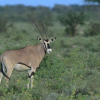 Oryks pręgoboki - Oryx beisa - Beisa oryx 