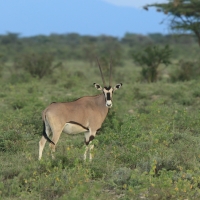 Oryks pręgoboki - Oryx beisa - Beisa oryx 