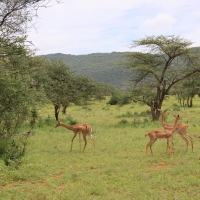 Gerenuk długoszyi - Litocranius walleri - Gerenuk