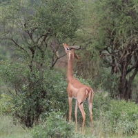 Gerenuk długoszyi - Litocranius walleri - Gerenuk