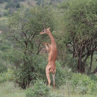 Gerenuk długoszyi - Litocranius walleri - Gerenuk