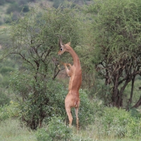 Gerenuk długoszyi - Litocranius walleri - Gerenuk