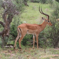Impala zwyczajna - Aepyceros melampus - Impala