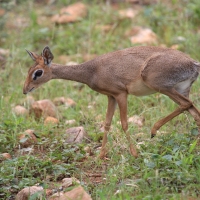Dikdik sawannowy - Madoqua kirkii - Kirk's dikdik 