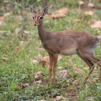 Dikdik sawannowy - Madoqua kirkii - Kirk's dikdik 