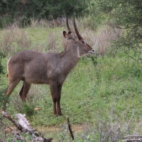 Kob śniady - Kobus ellipsiprymnus - Waterbuck