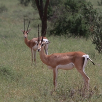 Gazela Granta - Nanger granti - Grant's gazelle 