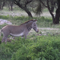 Zebra pręgowana - Equus grevyi - Grevy's zebra
