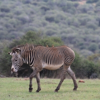 Zebra pręgowana - Equus grevyi - Grevy's zebra