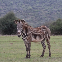 Zebra pręgowana - Equus grevyi - Grevy's zebra