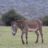 Zebra pręgowana - Equus grevyi - Grevy's zebra