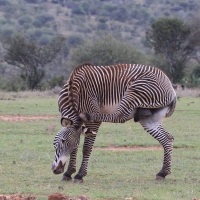 Zebra pręgowana - Equus grevyi - Grevy's zebra