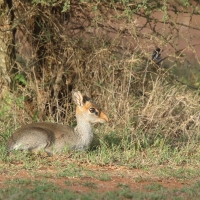 Dikdik sawannowy - Madoqua kirkii - Kirk's dikdik 