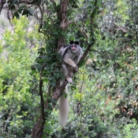 Gereza abisyńska - Colobus guereza - Guereza colobus