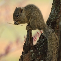 Zaroślarka ochrowa - Paraxerus ochraceus - Ochre bush squirrel