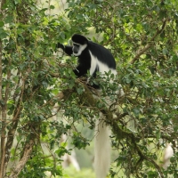 Gereza abisyńska - Colobus guereza - Guereza colobus