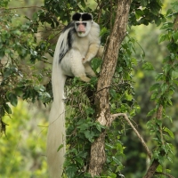 Gereza abisyńska - Colobus guereza - Guereza colobus