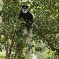 Gereza abisyńska - Colobus guereza - Guereza colobus