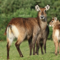 Kob śniady - Kobus ellipsiprymnus - Waterbuck