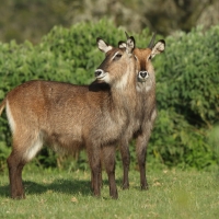 Kob śniady - Kobus ellipsiprymnus - Waterbuck