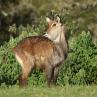 Kob śniady - Kobus ellipsiprymnus - Waterbuck