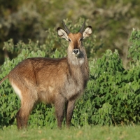 Kob śniady - Kobus ellipsiprymnus - Waterbuck