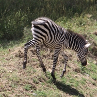 Zebra stepowa - Equus quagga - Common zebra