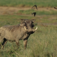 Guziec zwyczajny - Phacochoerus africanus - Common Warthog